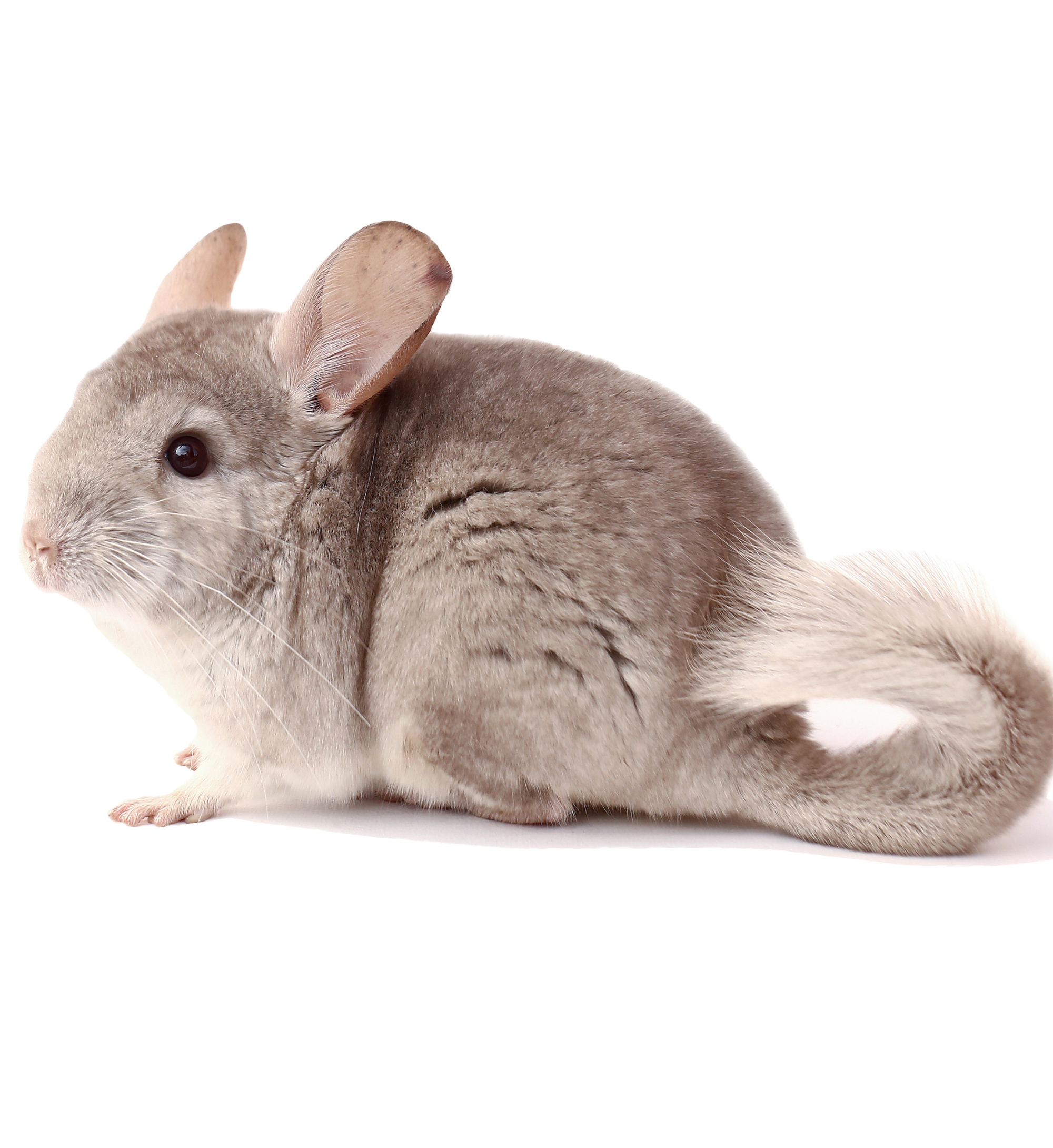 Chinchilla