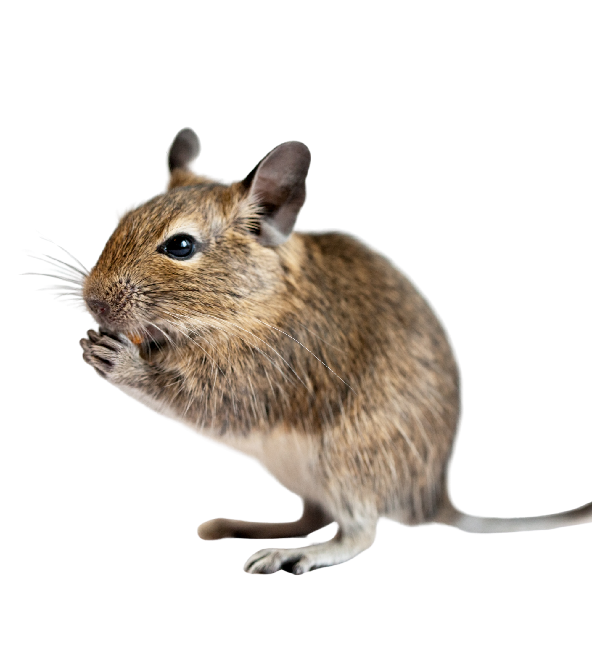 Degu