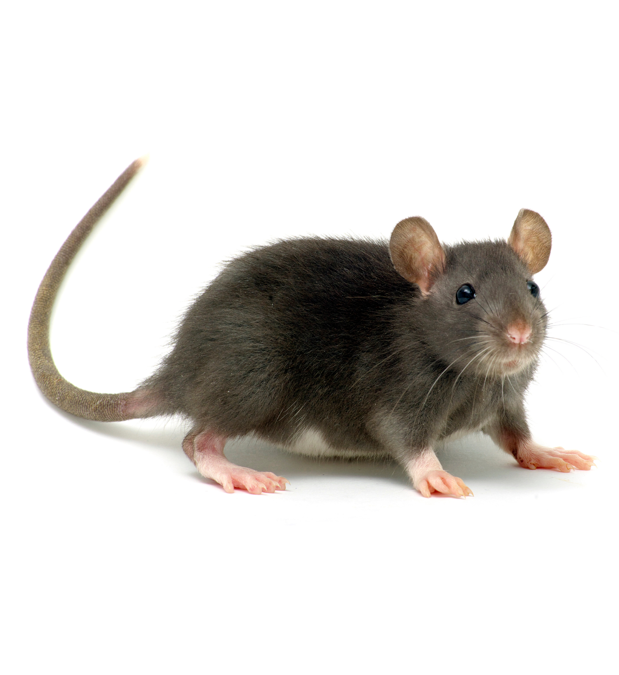 Råtta