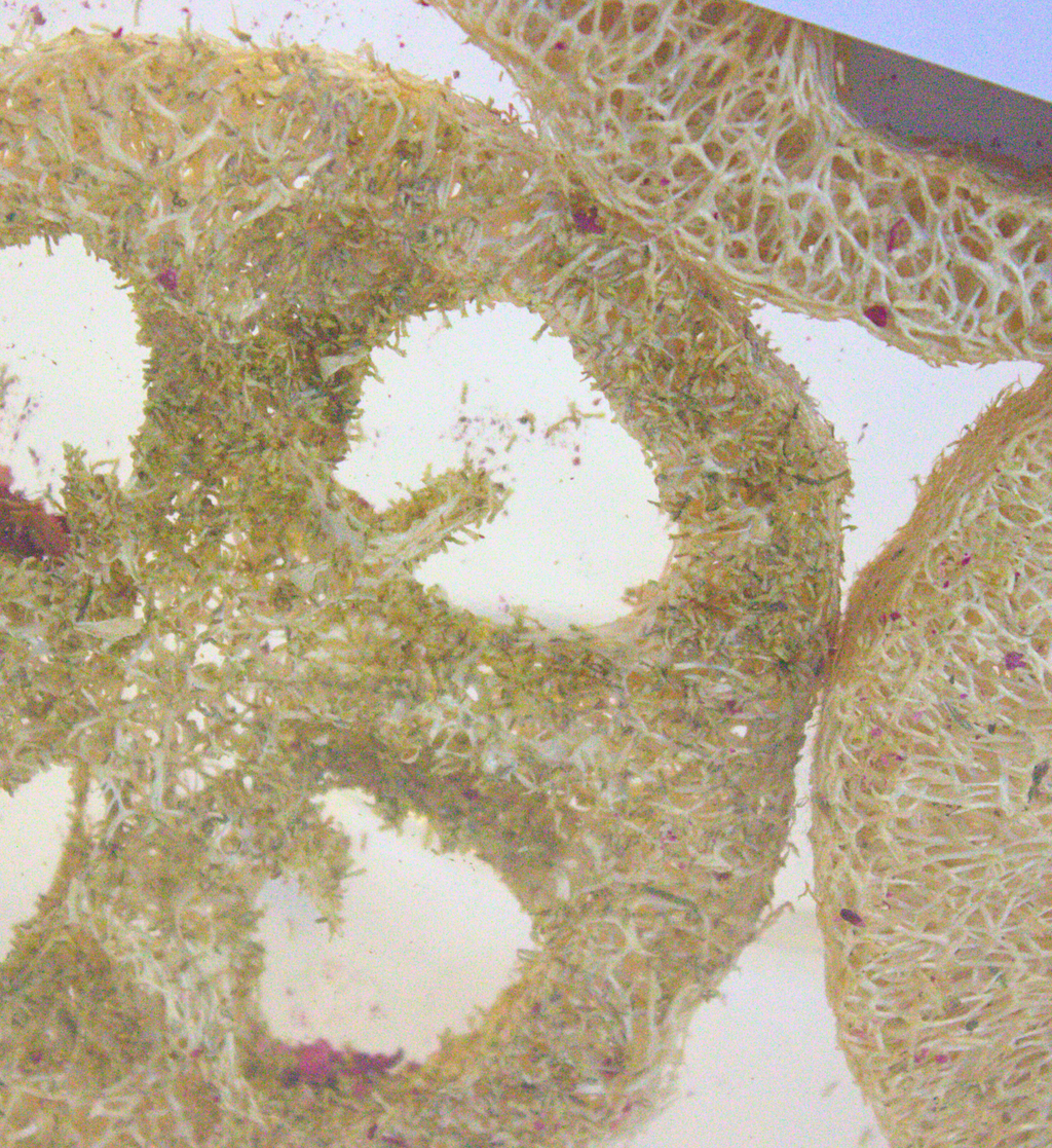 Loofah Variety Pack (5 pack)