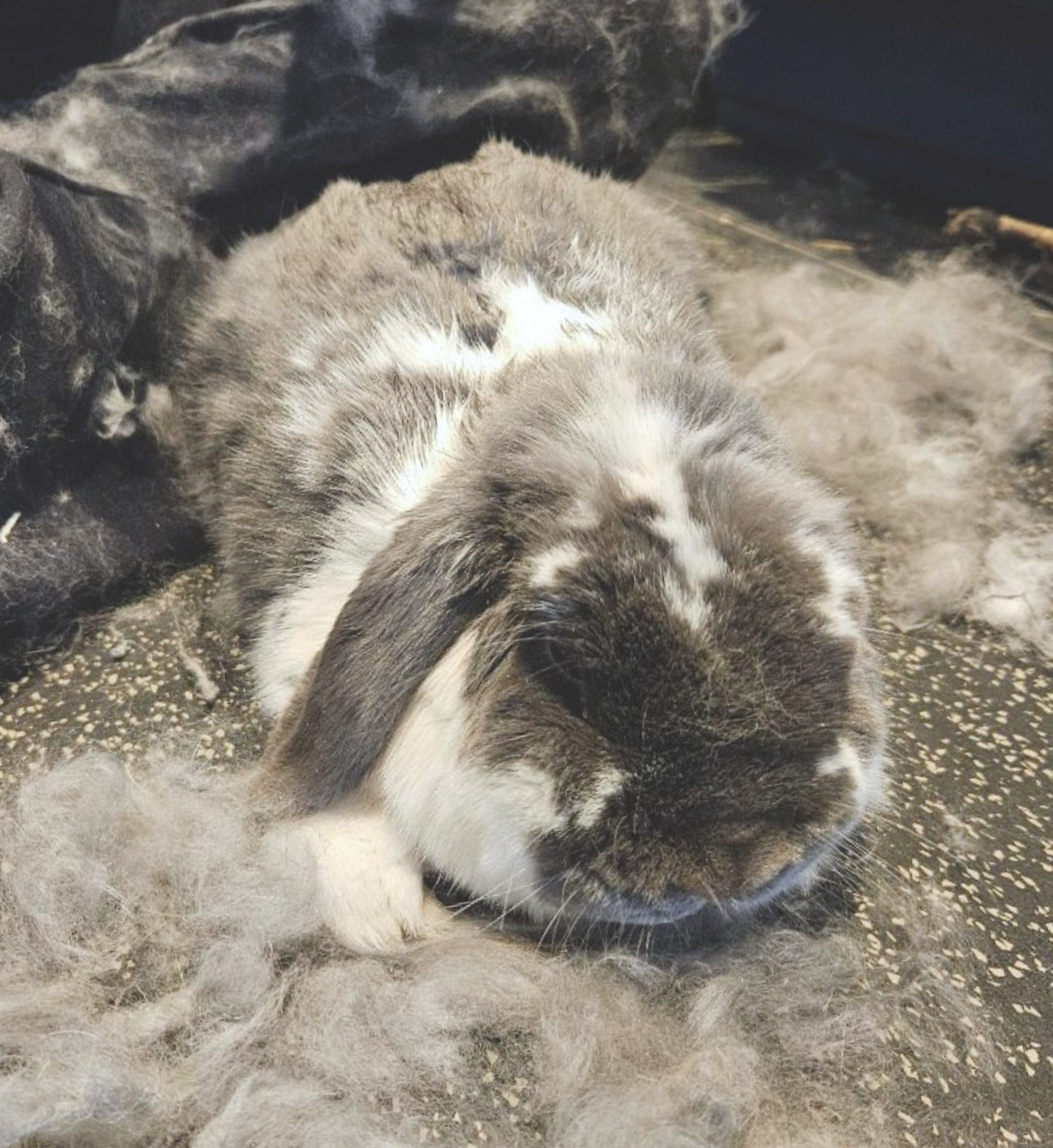 Furminator